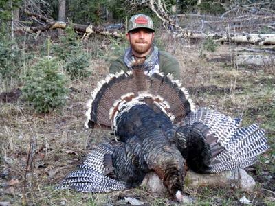colorado turkey hunting