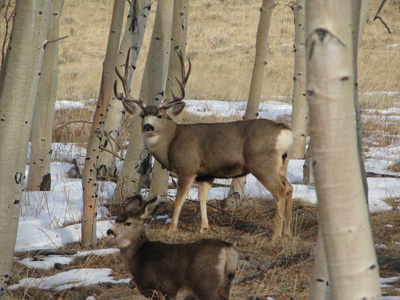 colorado elk hunting